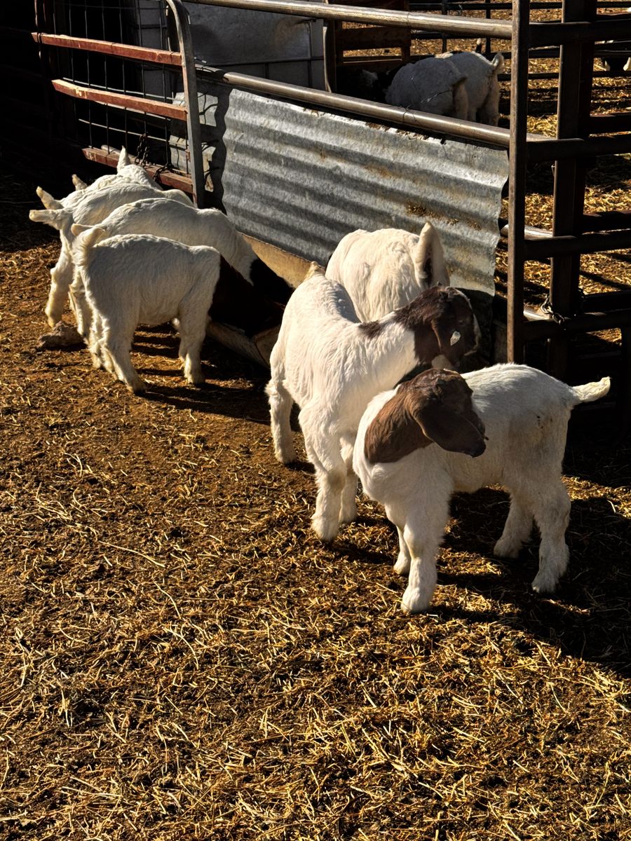 Weaned Fullbred Boer Show Goats