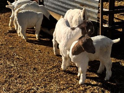 Weaned Fullbred Boer Show Goats