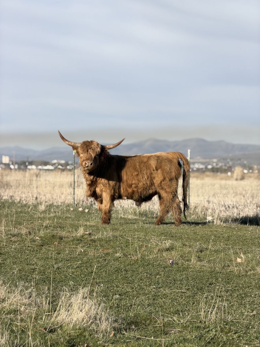 Scottish Highland Breeding Pair