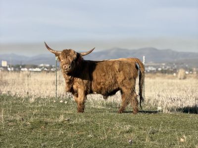 Scottish Highland Breeding Pair