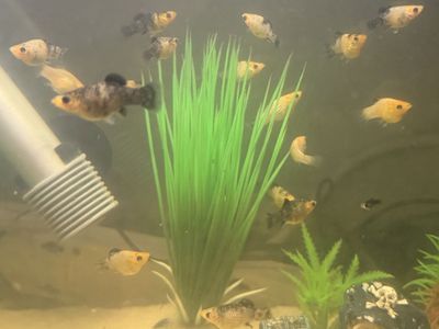 Free Mollies - Healthy, Peaceful, and Easy-to-Care-For Beginner Fish