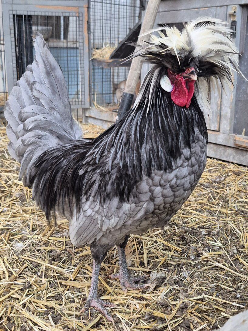 FREE Bantam Polish Rooster