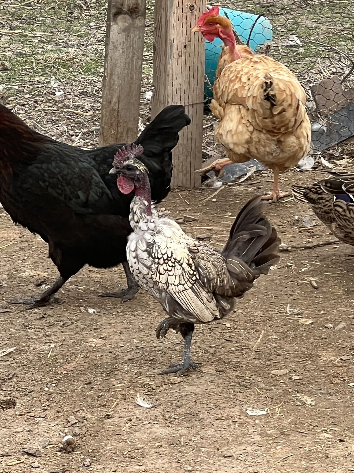 Free Bantam Roosters
