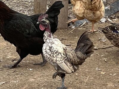 Free Bantam Roosters