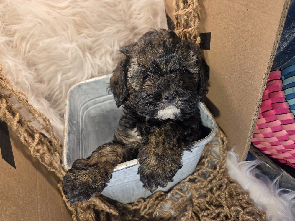 Adorable sable cockapoo puppy