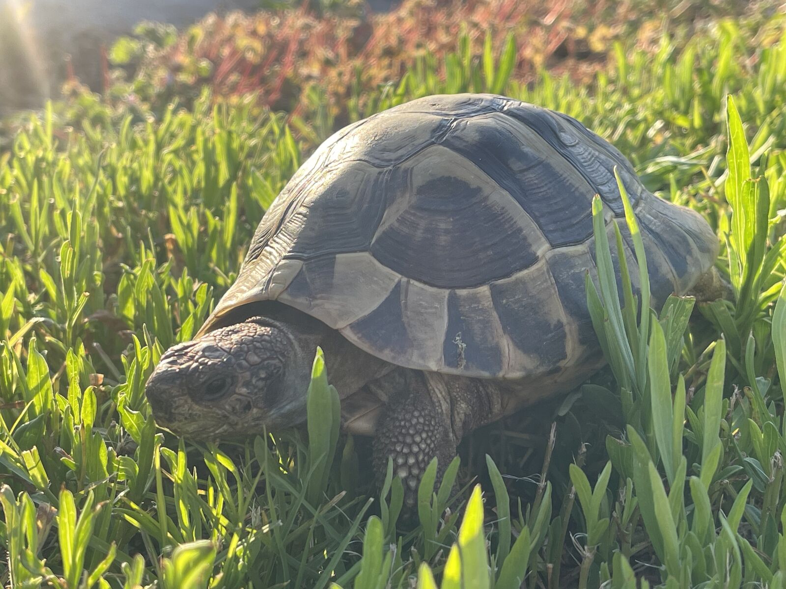 Tortoise for sale