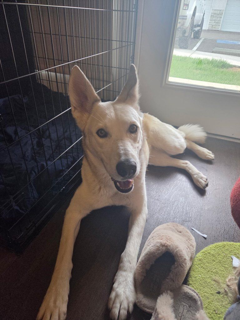 Pet Dog for Rehoming