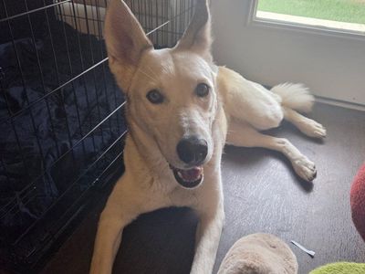 Pet Dog for Rehoming