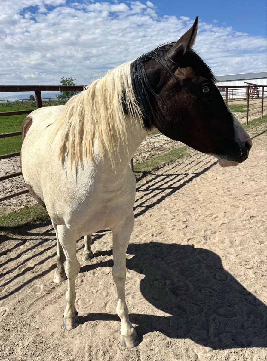 Homozygous Black and White Registered Filly