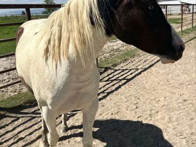 Homozygous Black and White Registered Filly