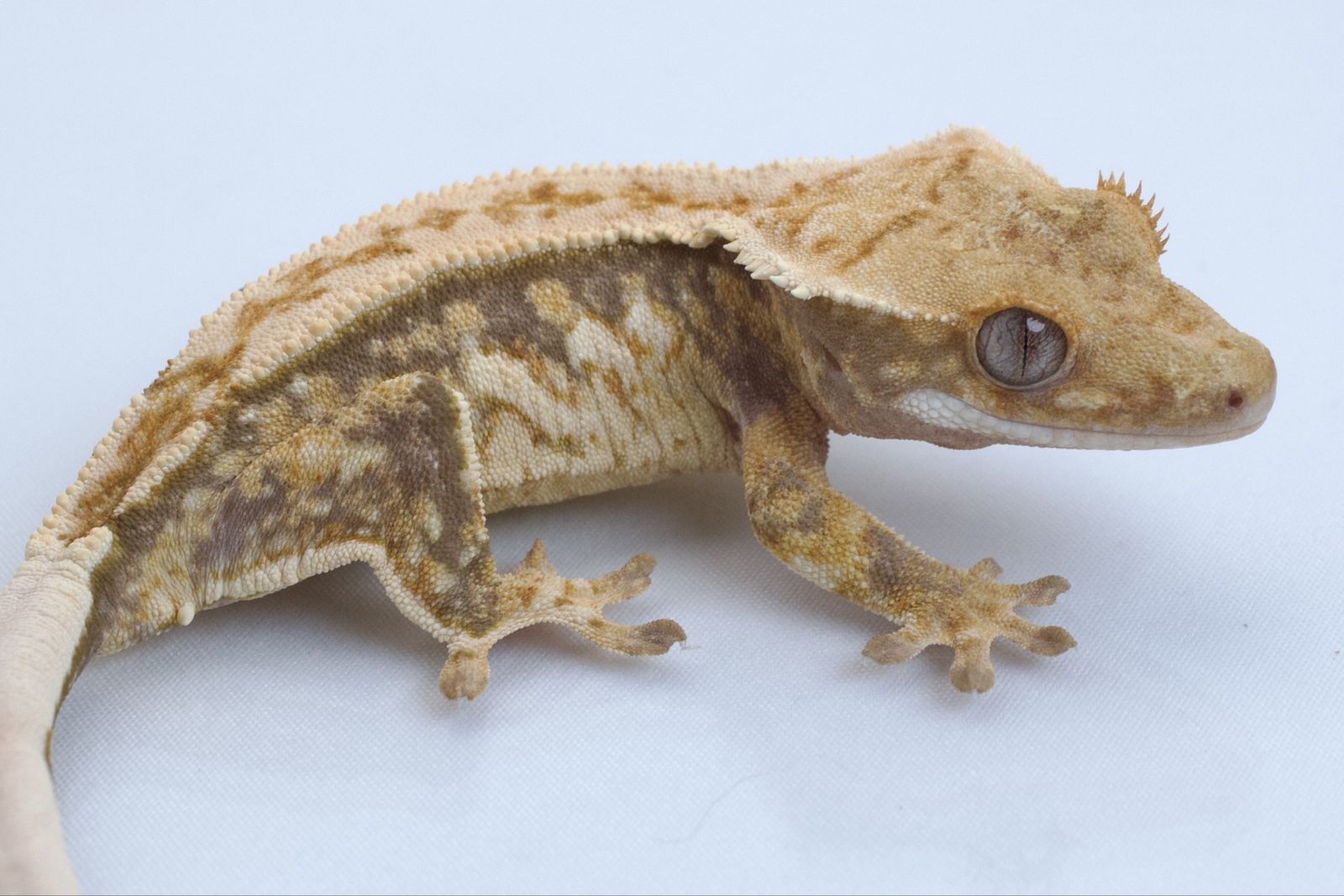 Main image 2