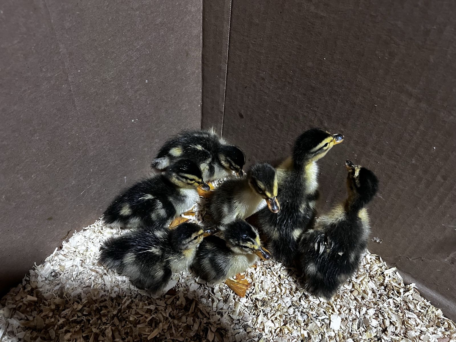 Silver appleyard ducklings