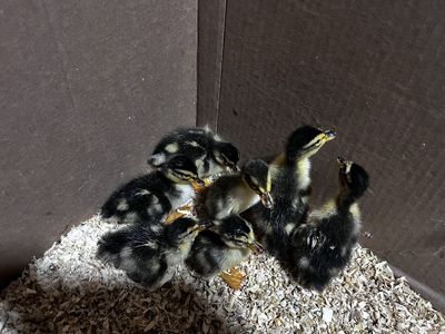 Silver appleyard ducklings