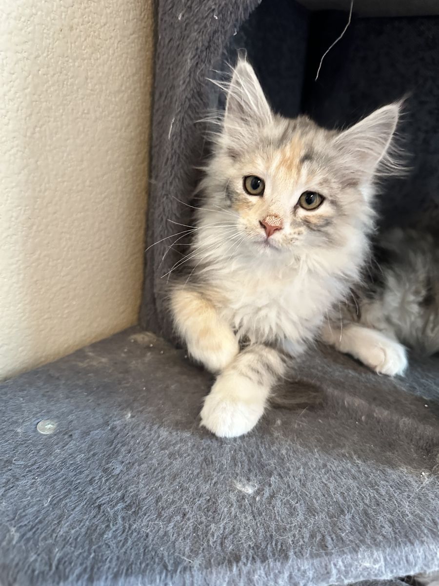 Maine Coon Kittens