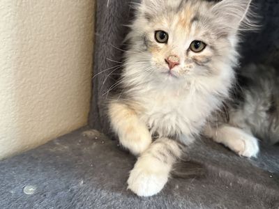 Maine Coon Kittens