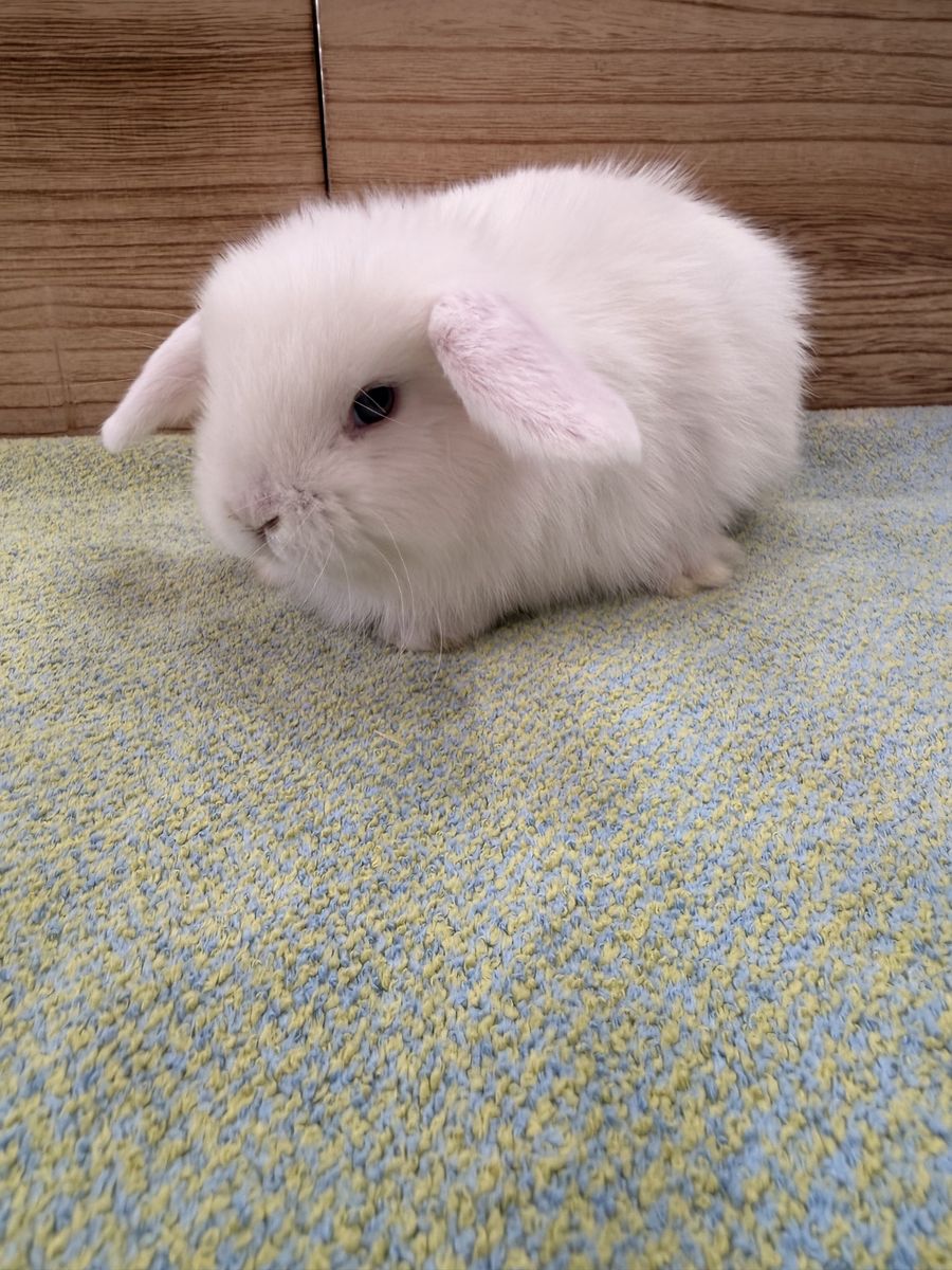 Adorable Blue eyed doe