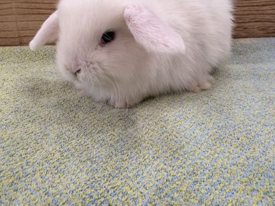 Adorable Blue eyed doe