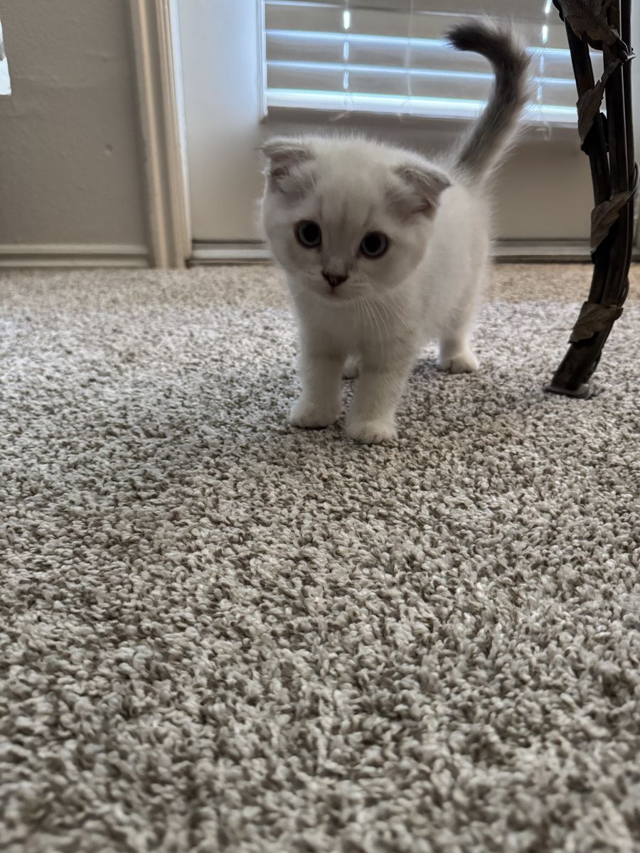 Adorable Scottish Straight Kitten - Playful, Litter Trained, Eating Independently