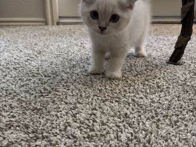 Adorable Scottish Straight Kitten - Playful, Litter Trained, Eating Independently