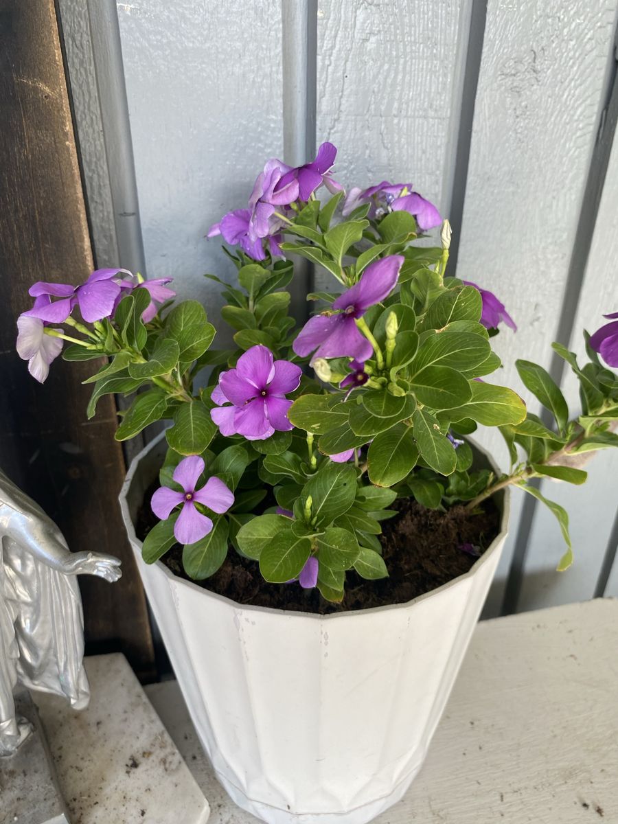 Revived ) -pick your new baby & price for adoption fee -Potted Plants Collection: Purple Vinca Flowers and Succulent Cactus 