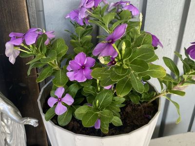 Revived ) -pick your new baby & price for adoption fee -Potted Plants Collection: Purple Vinca Flowers and Succulent Cactus