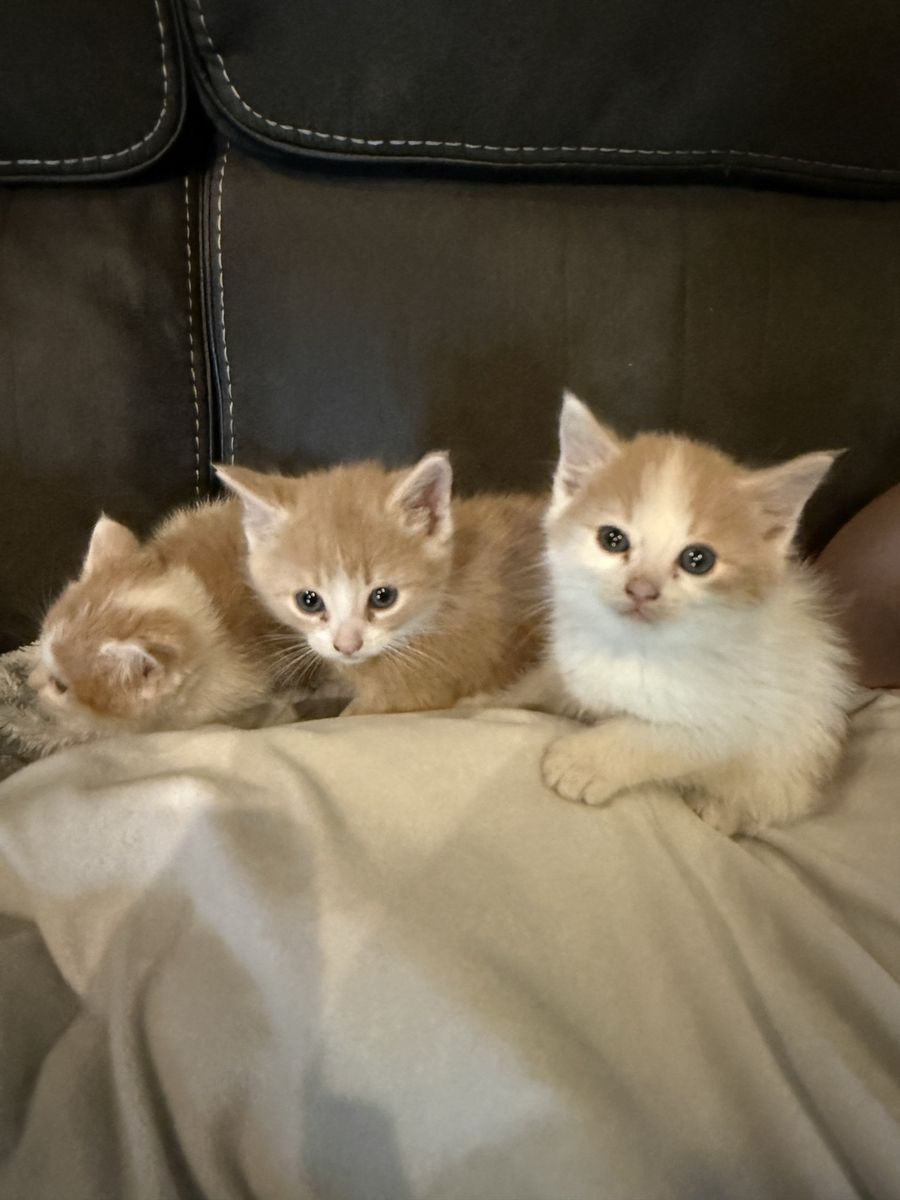 Kittens