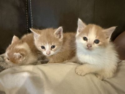 Kittens