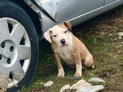 Pitbull Pup