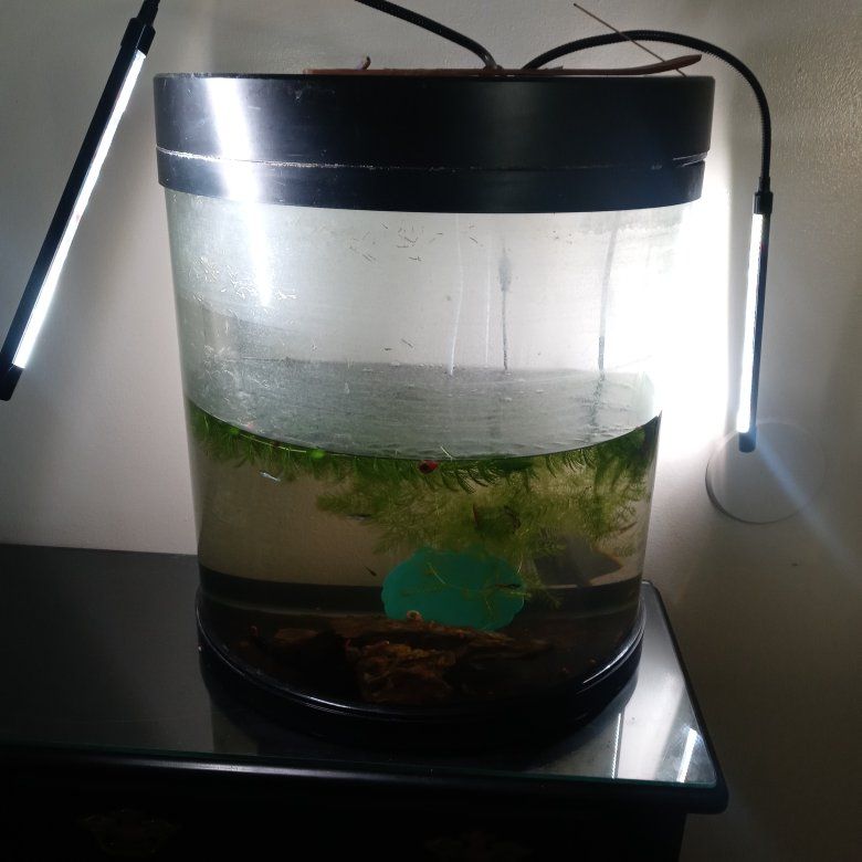 bowfront aquarium