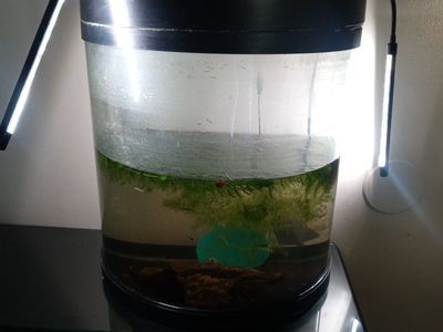 bowfront aquarium