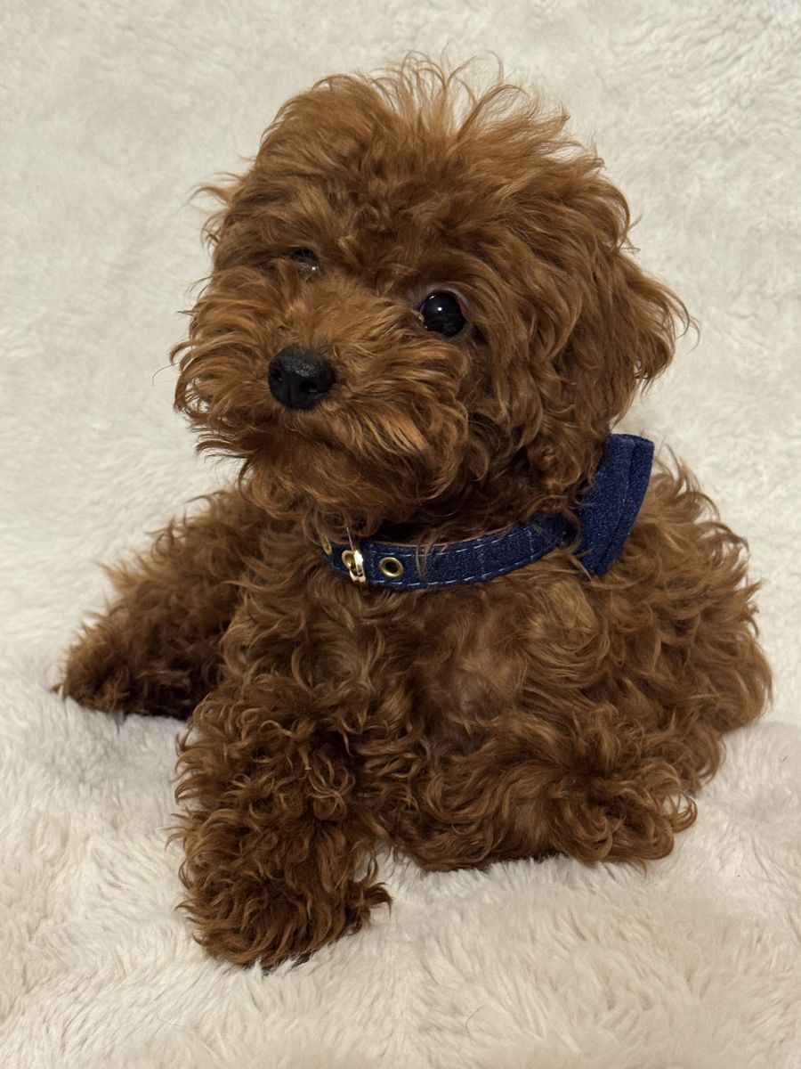 Micro Goldendoodle