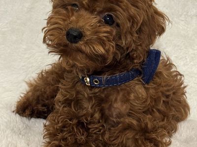 Micro Goldendoodle