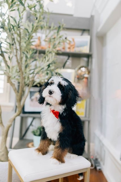Male mini Bernedoodle