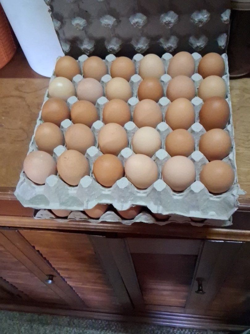 fresh Eggs
