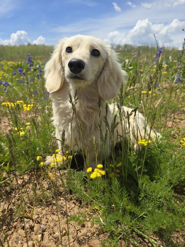AKC English Cream Dachshund STUD