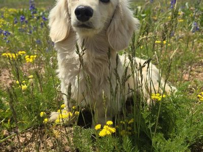 AKC English Cream Dachshund STUD