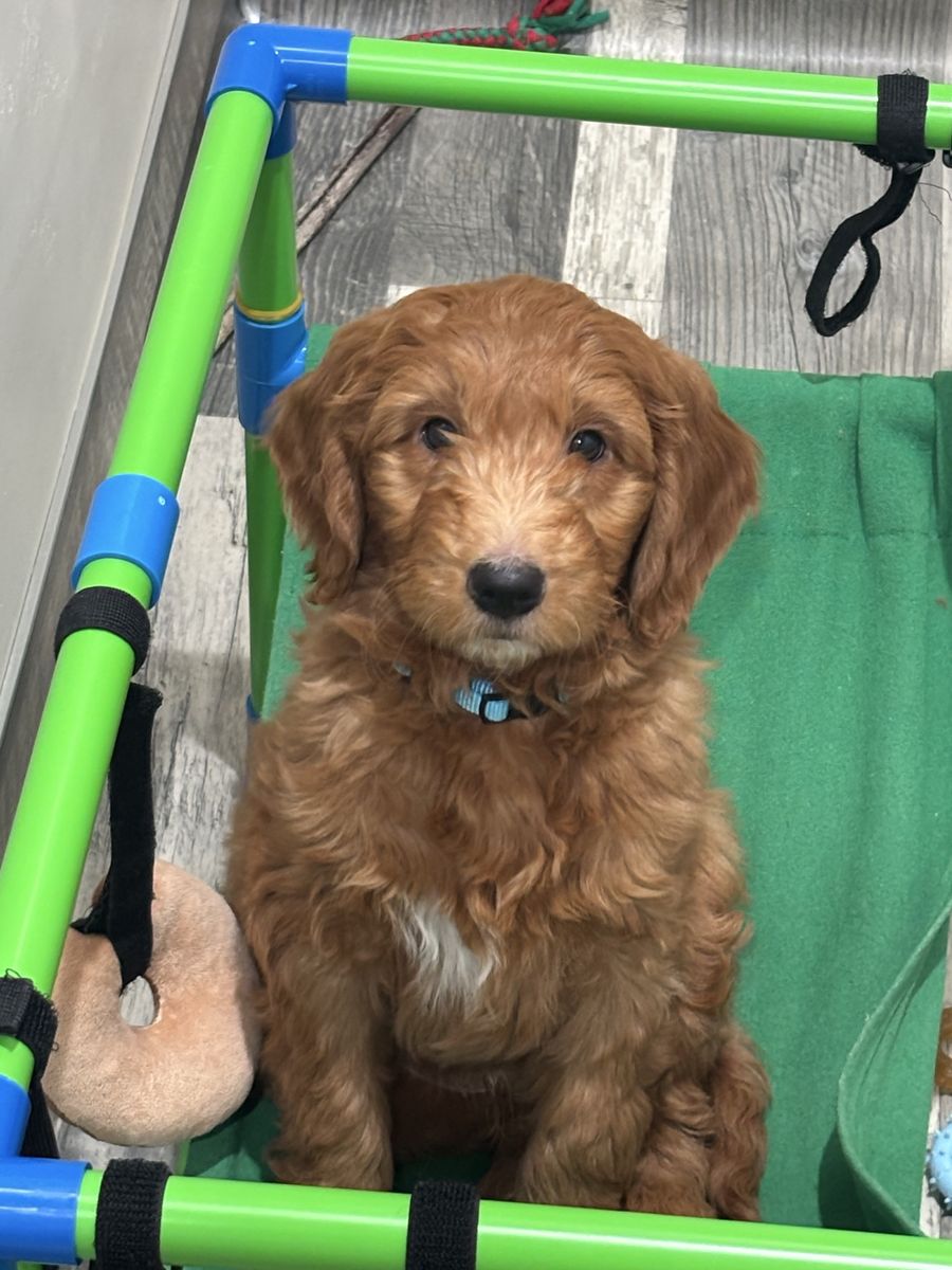 Mini Golden Doodles 2 male puppies available