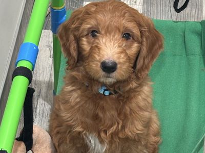 Mini Golden Doodles 2 male puppies available