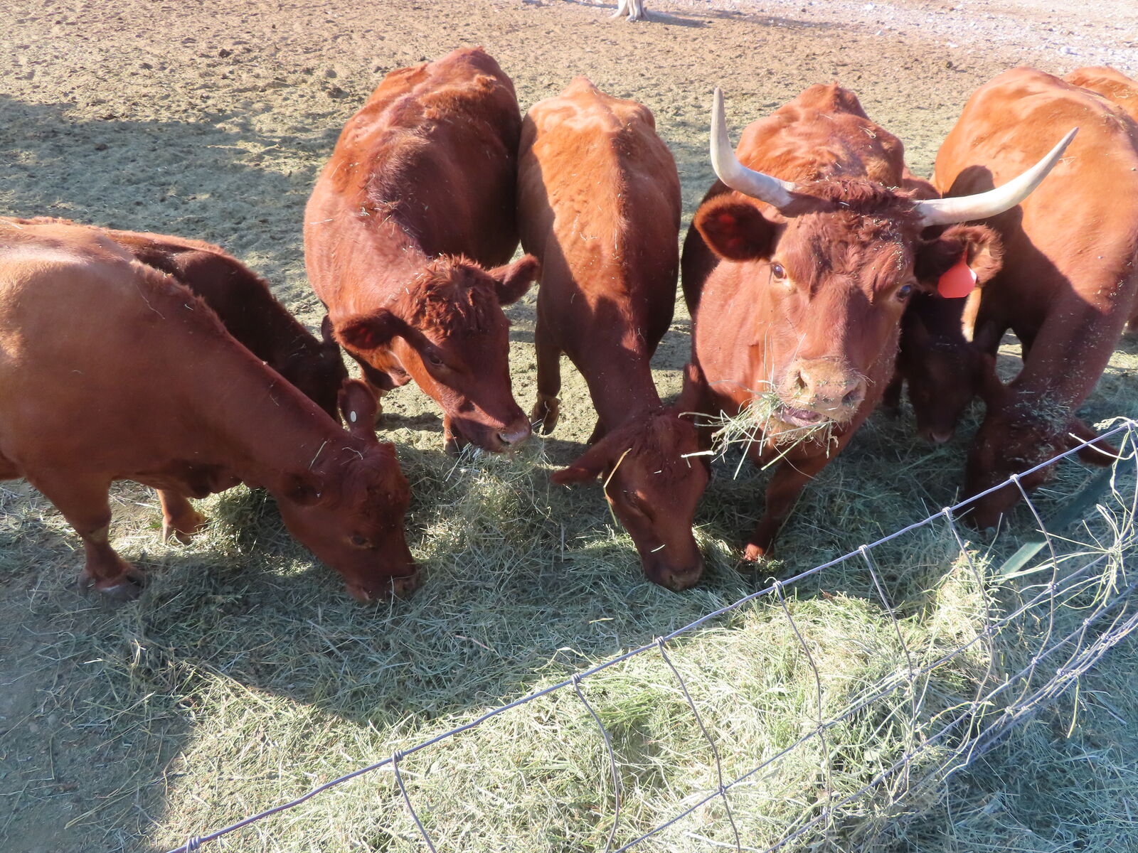 Dexter Cattle Herd Reduction
