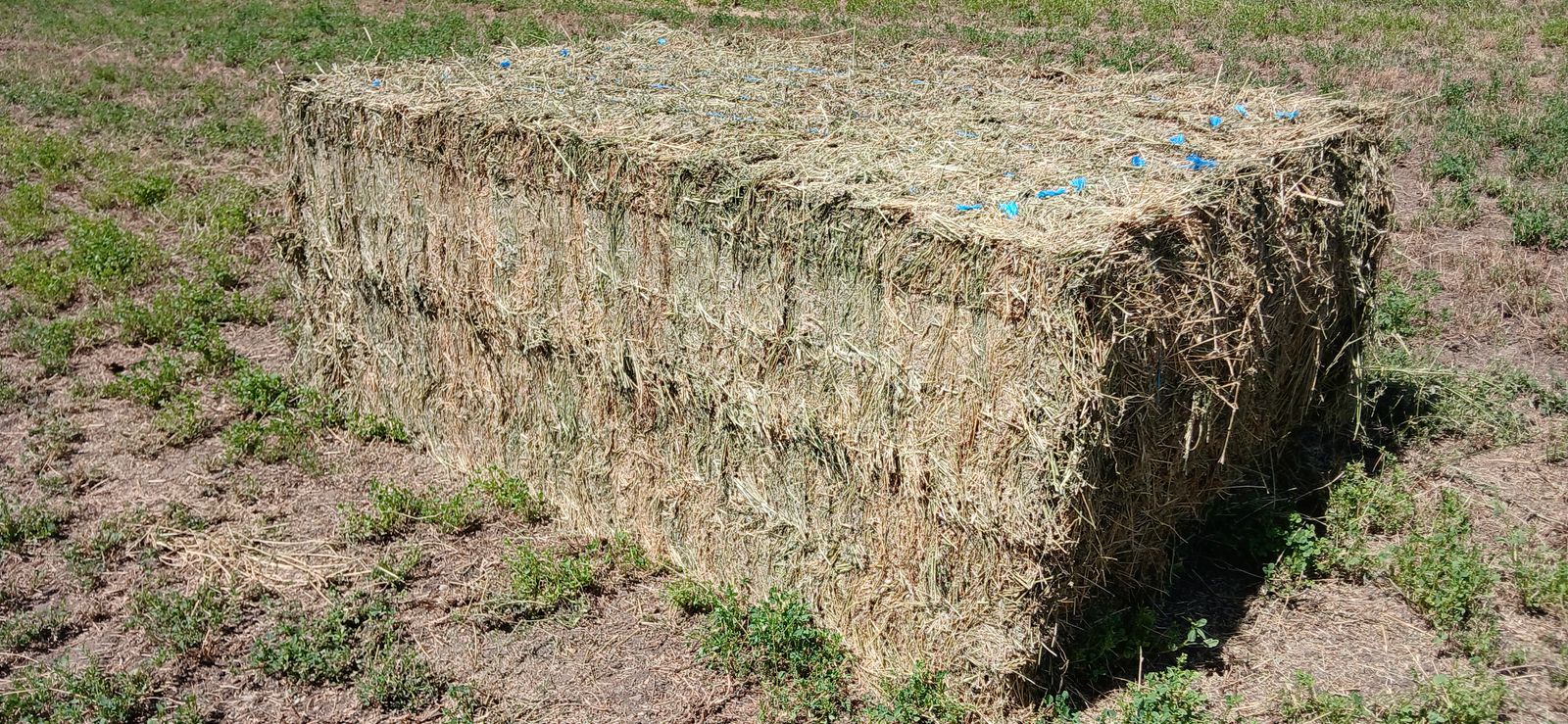 Alfalfa 21 Bales 3x4x8 3rd Crop 