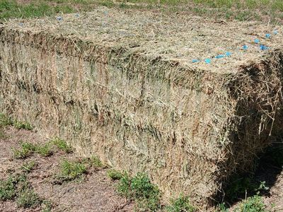 Alfalfa 21 Bales 3x4x8 3rd Crop