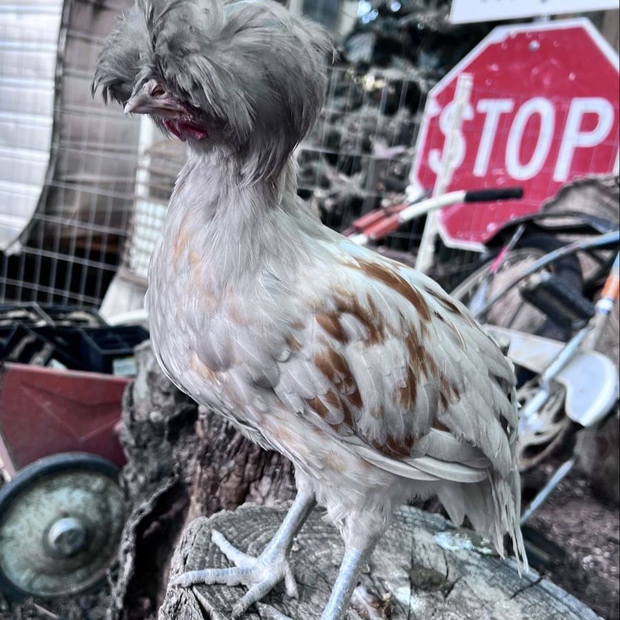 Golden laced Lavender polish rooster and hen chicken