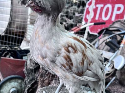 Golden laced Lavender polish rooster and hen chicken
