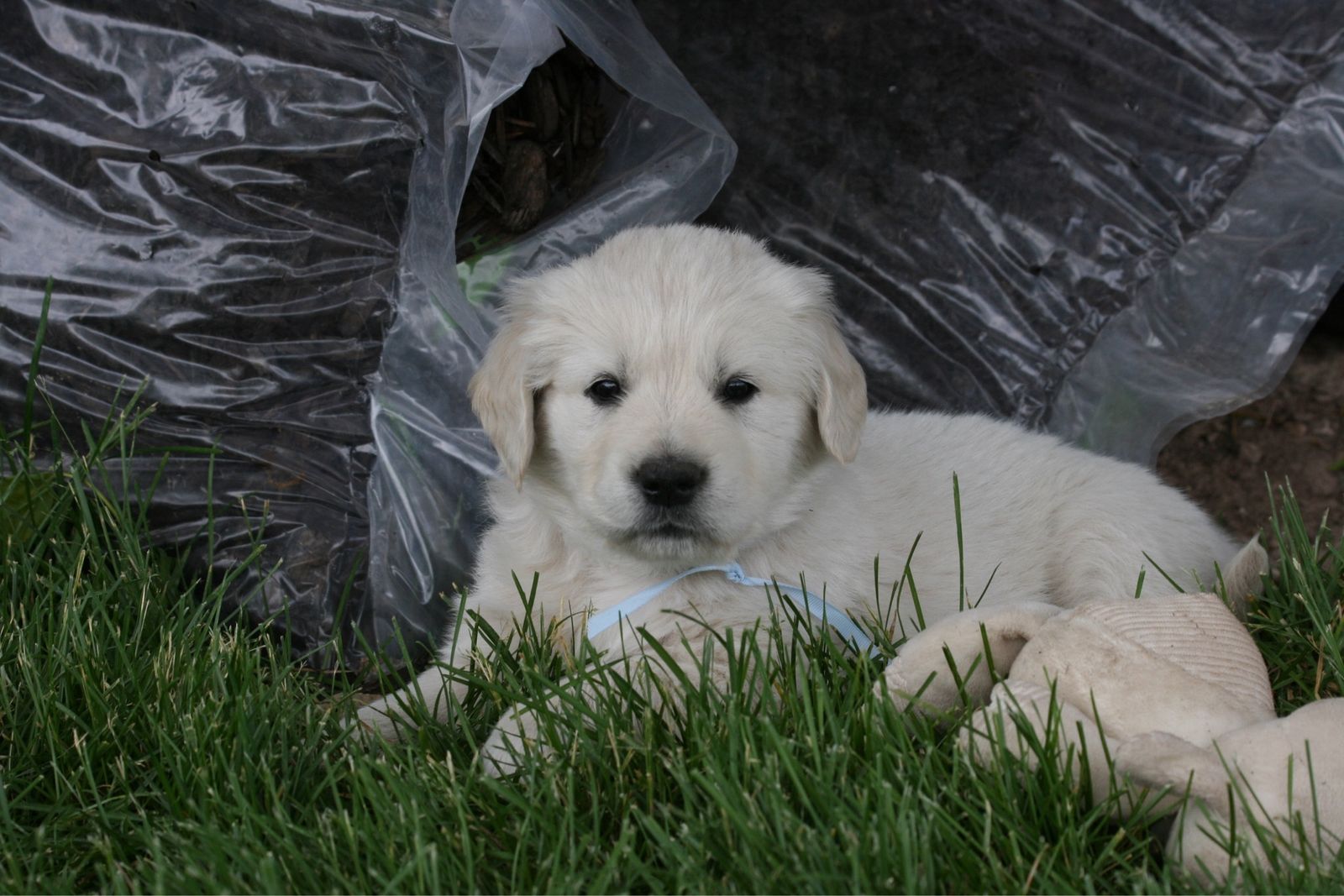 AKC English Golden Retriever Puppies