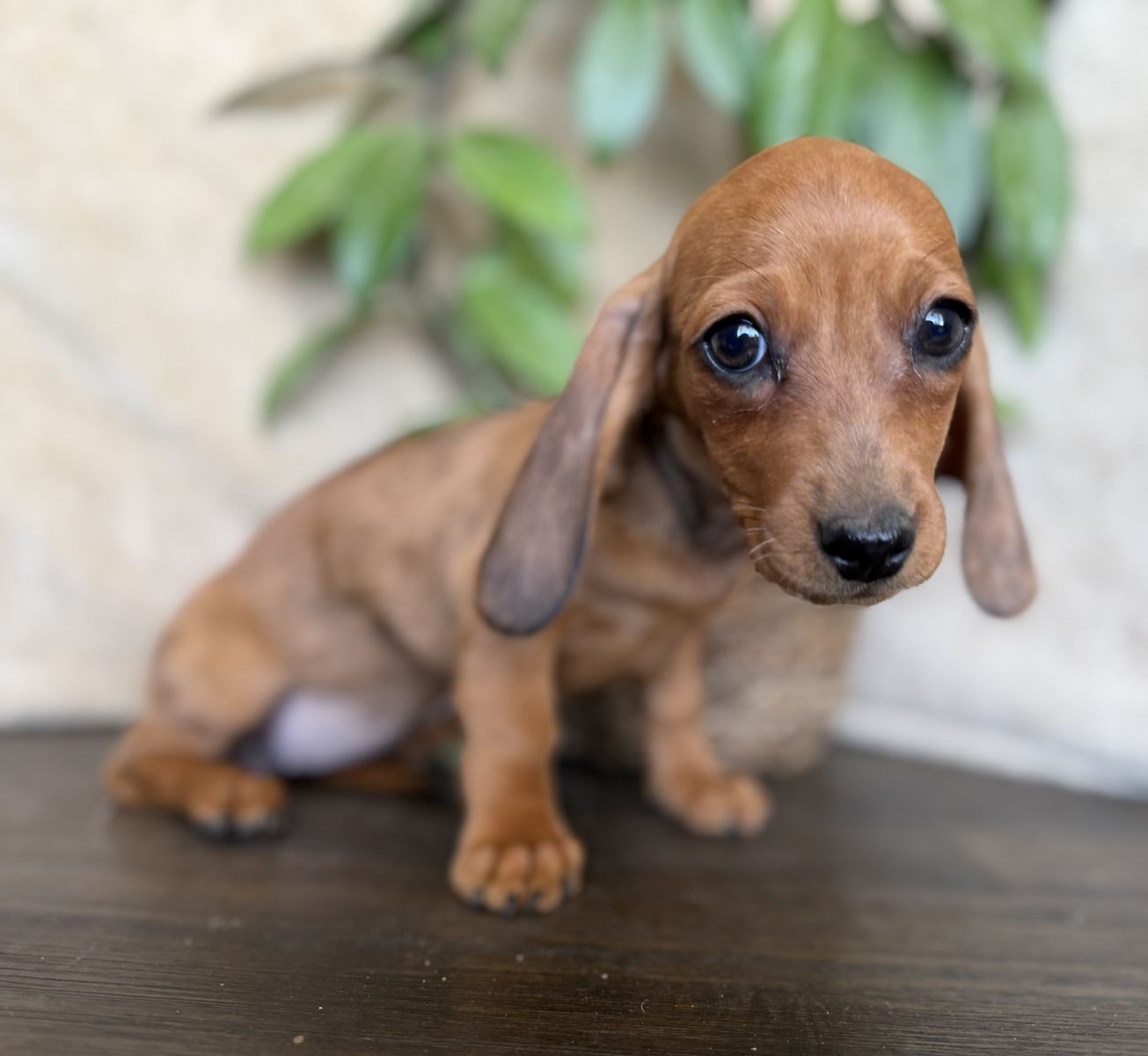GIRLS ONLY Sweet Mini Dachshunds
