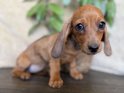 GIRLS ONLY Sweet Mini Dachshunds