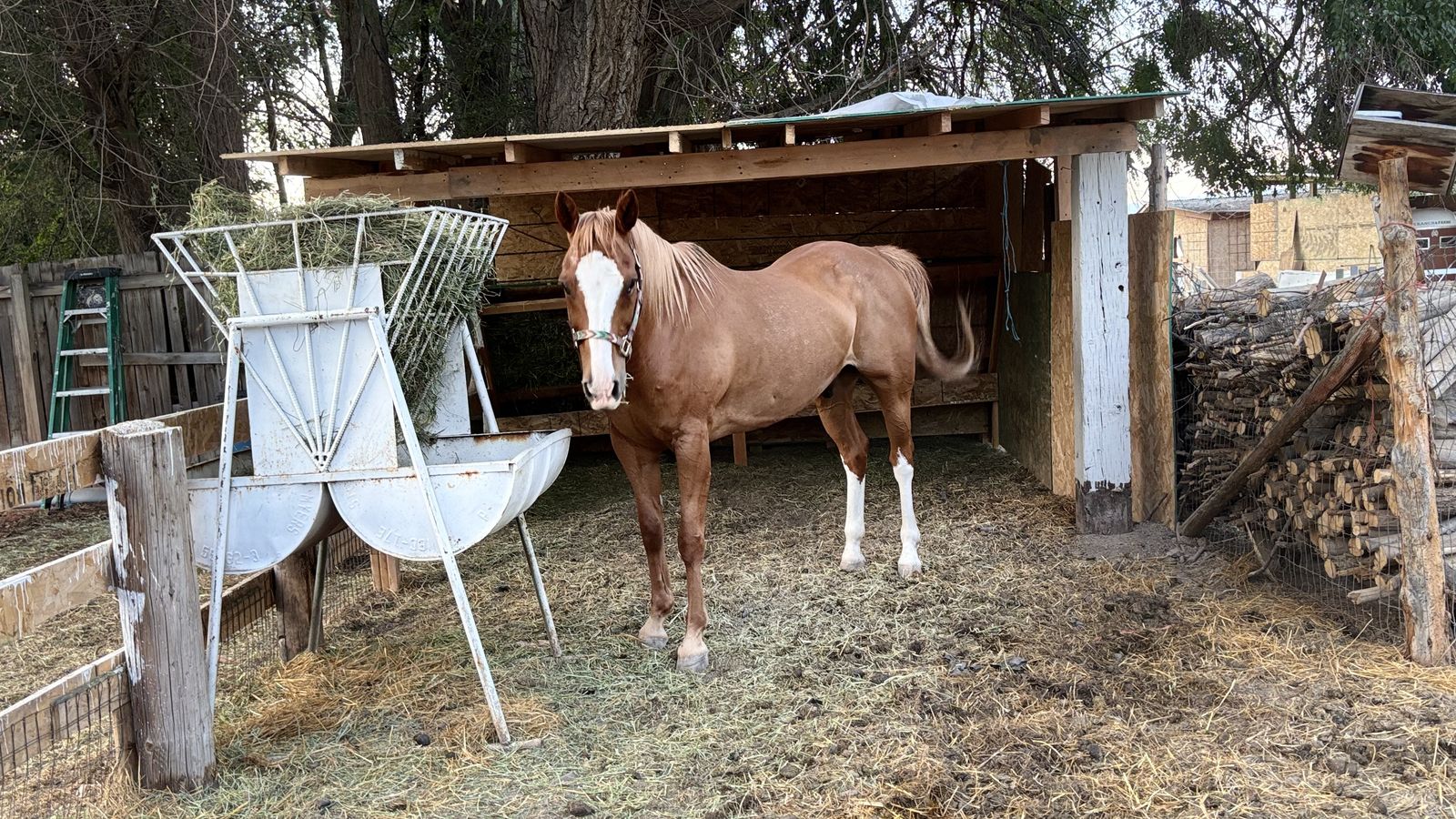Horse  for sale!