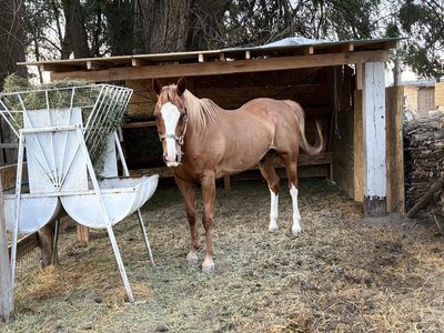 Horse for sale!
