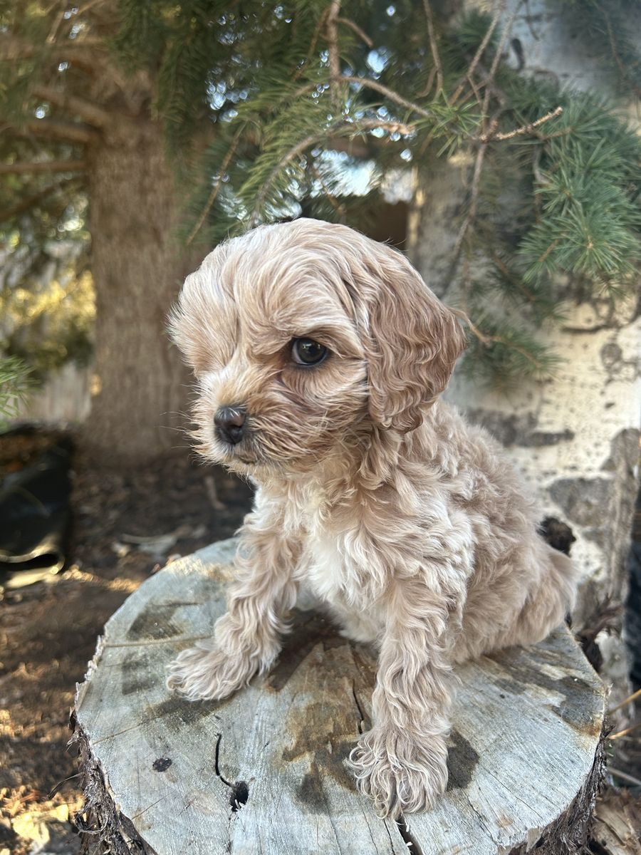 Special needs mini cockapoo- please read