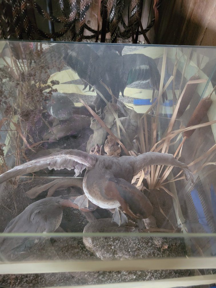 Vintage Taxidermy Duck/Fowl Diorama in Hexagonal Glass Display Case, Natural Habitat Scene